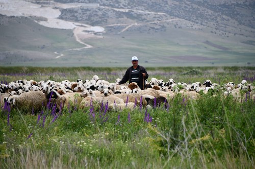Sürü Merada, Çoban Karavanda
