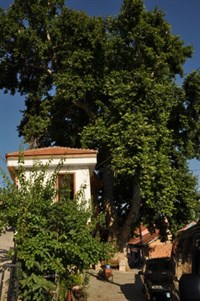 Barla