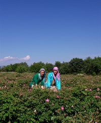 Isparta Gülü